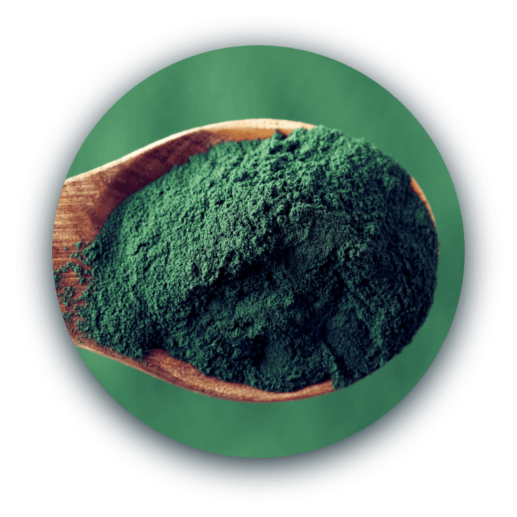 inblue developpement - Spiruline française et responsable - Cuillière spiruline verte - inblue spiruline