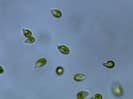 Dunaliella salina microscope