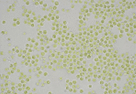 Chlorelle microscope