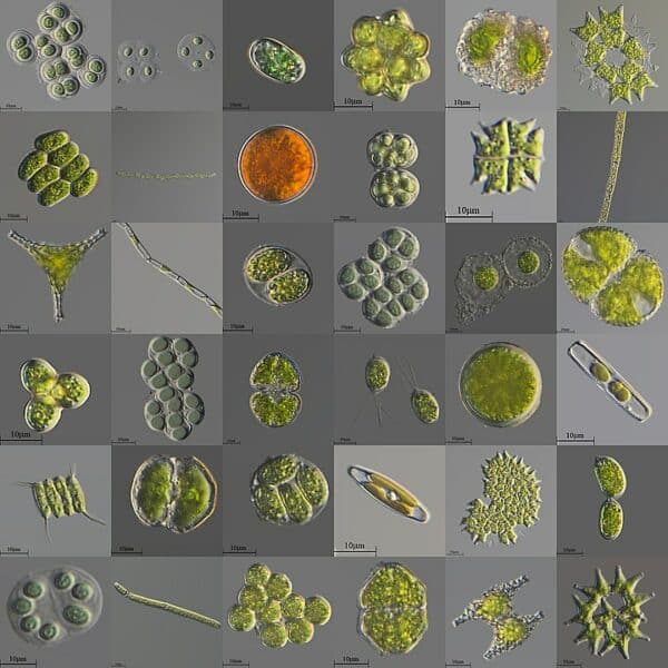 Microalgues
